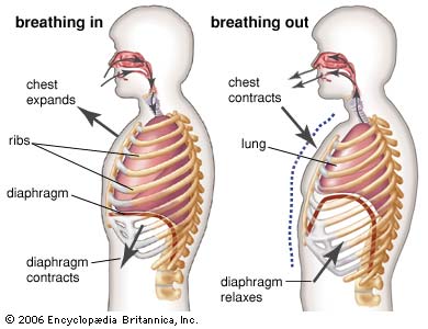 Breathing Basics for Runners